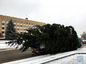 З’явилося відео падіння головної ялинки Нововолинська