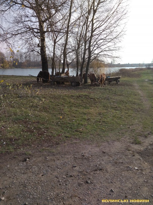 «До пенсії додали аж 5 гривень»: як заробляють на ринку волинські пенсіонери