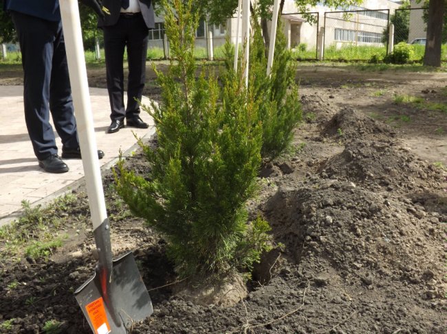 «Коло дружби»: у Сквері майбутнього поблизу волинського перинатального центру посадили туї