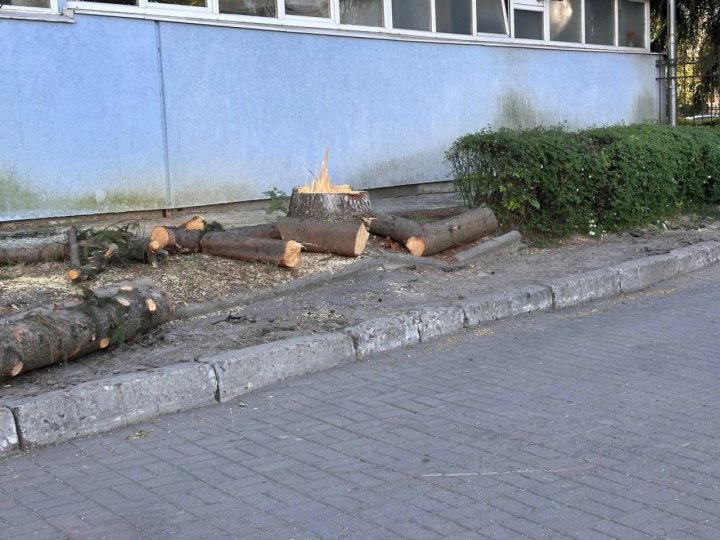 Біля спорткомплексу ВНУ зрізали 6 ялинок