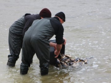 У Шацькі озера запустили 700 кілограмів риби