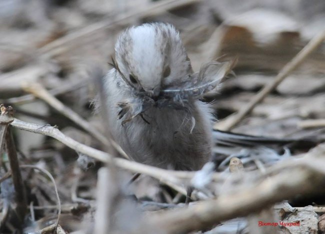 Ніби птахи прилетіли попрощатись: луцький фотограф присвятив добірку світлин загиблому Юрію Яцюку