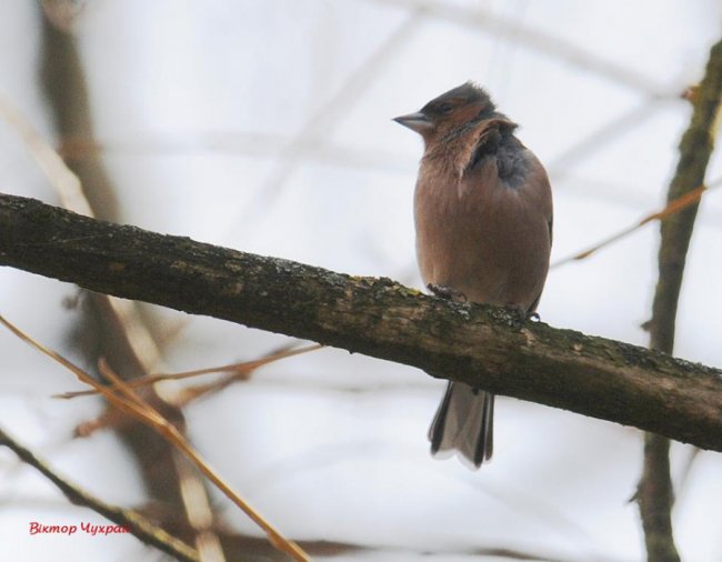 Ніби птахи прилетіли попрощатись: луцький фотограф присвятив добірку світлин загиблому Юрію Яцюку