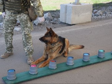 Як прикордонники тренують службових собак на карантині. ВІДЕО. ФОТО