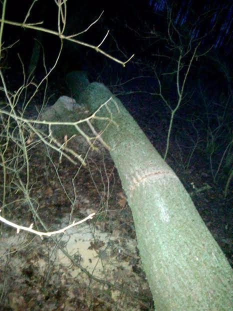 На Волині затримали зловмисників, які хотіли «підзаробити» на крадіжці дуба