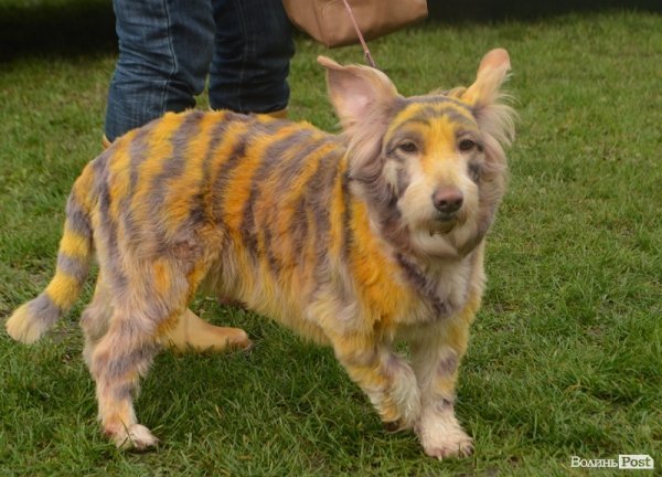 У Луцьку – виставка собак. ФОТО