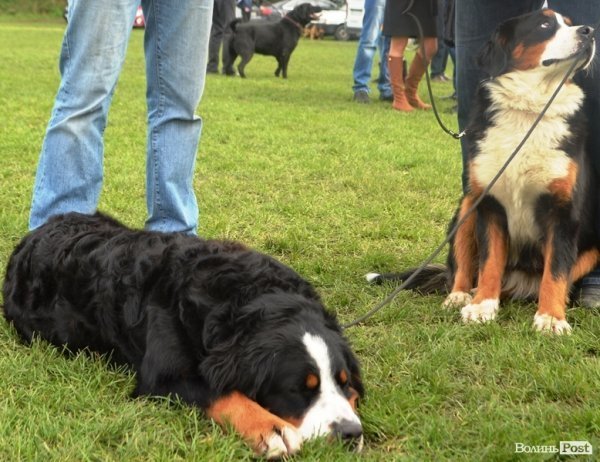 У Луцьку – виставка собак. ФОТО