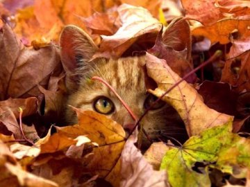 Погода у Луцьку та Волинській області завтра, 1 жовтня