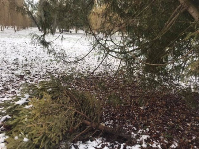 У луцькому парку невідомі зрубали ялинки