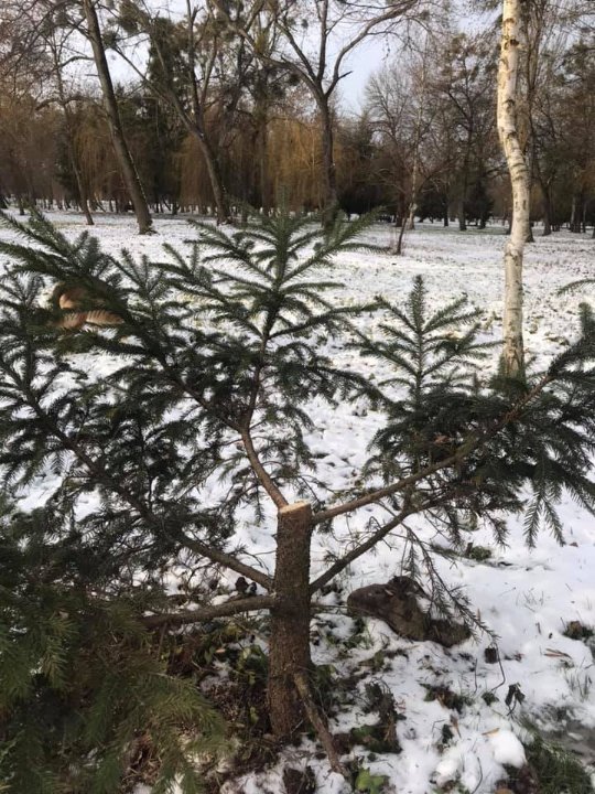 У луцькому парку невідомі зрубали ялинки