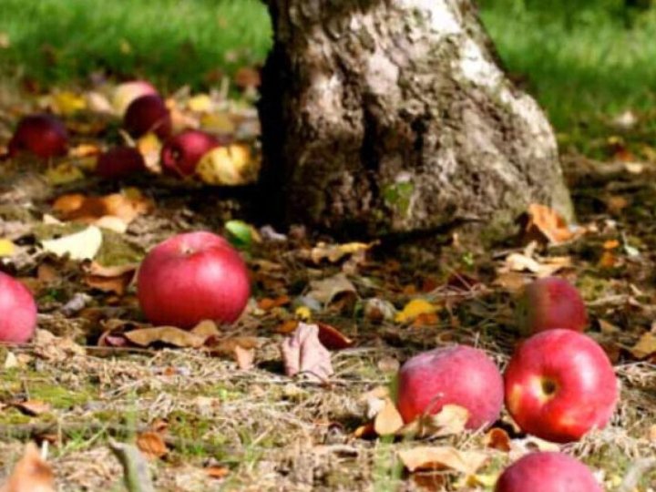 Чому влітку масово опадають недозрілі яблука: основні причини та як врятувати врожай