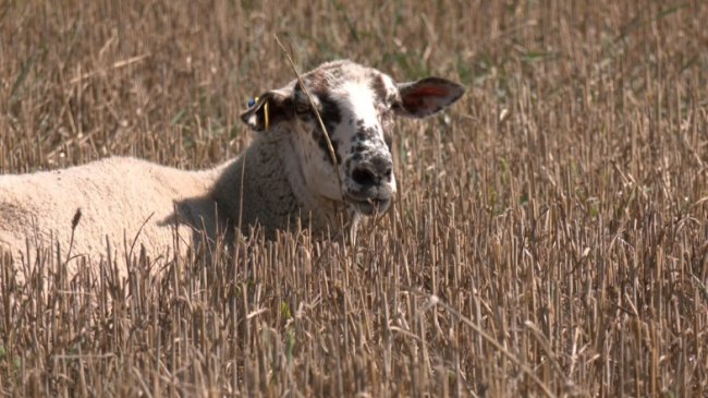 Фермер з Волині вісім років займається вівчарством