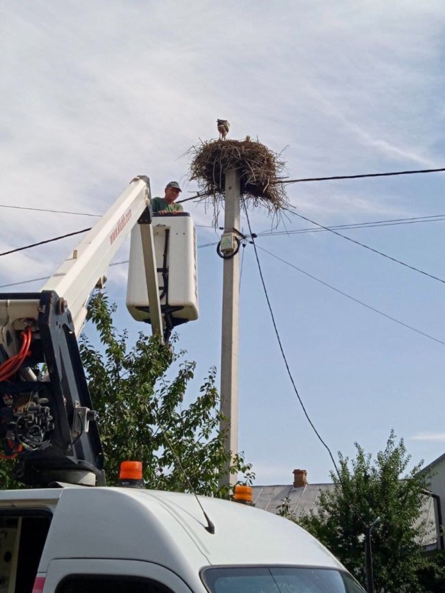 Заплутались у мотузках: у громаді на Волині врятували лелек. ВІДЕО