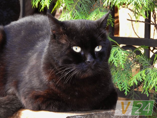 Історія гордого Мурчика, або Як чорний кіт потрапив у луцький монастир