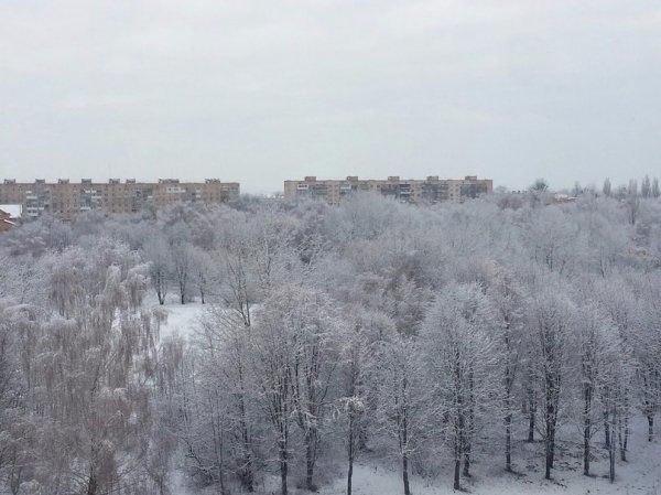 Перший сніг у Луцьку: реакція соцмереж. ФОТО