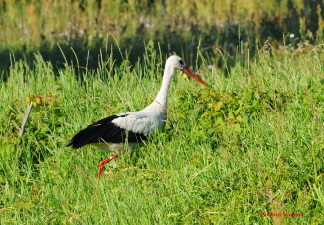 «Планета Замлиння»: краса волинської природи на фото