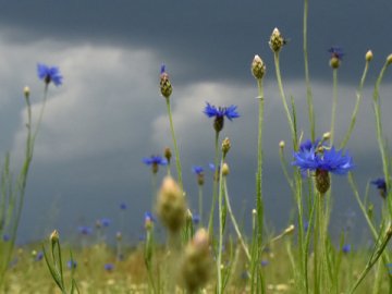 Погода у Луцьку та на Волині на завтра, 11 червня