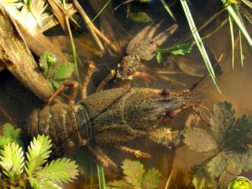 Волинян попереджають про заборону вилову раків