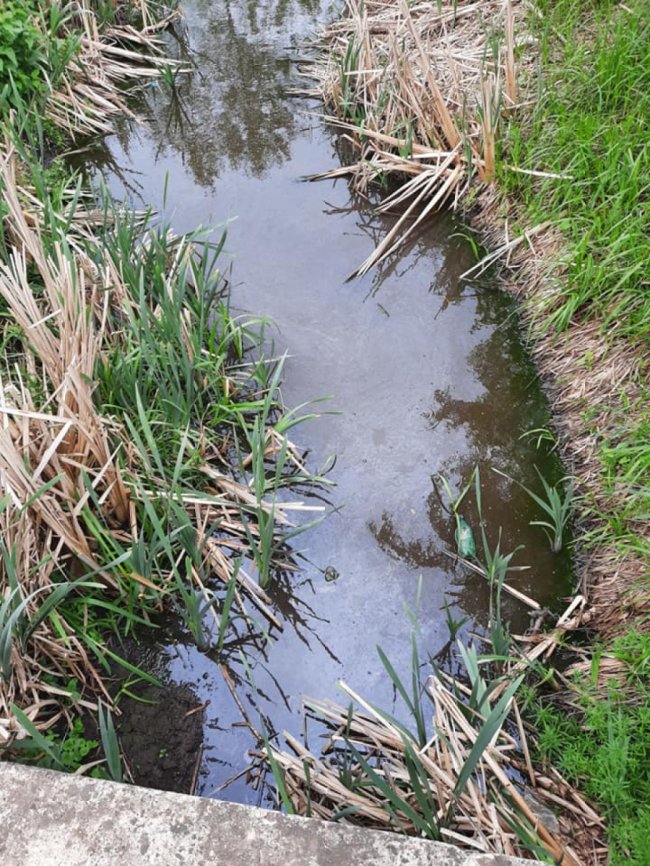 Купи сміття та обміління: показали, який вигляд має озеро у Ківерцях. ФОТО