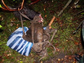 На Волині затримали браконьєрів, які вбили двох лосів