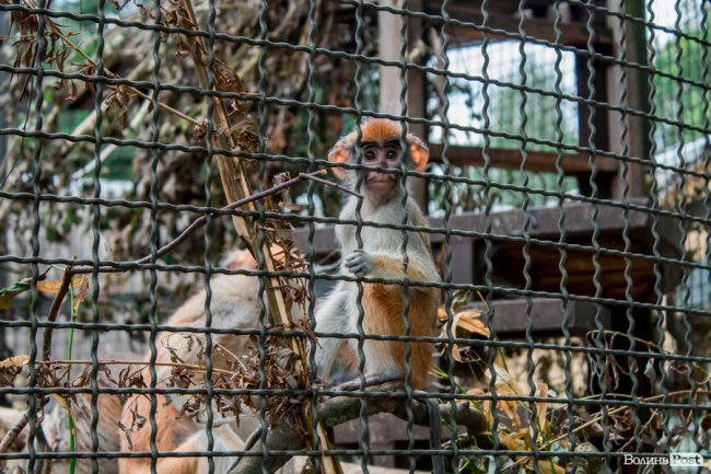 Яскраві ара та милі носухи: літній день у луцькому зоопарку. ФОТО