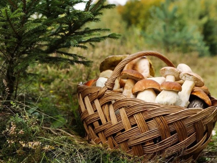 Коли не можна ходити по гриби: народні прикмети, які знали ще наші предки