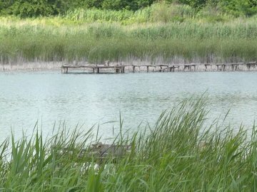 На Волині селяни хочуть повернути ставок, який орендує голова громадської організації. ВІДЕО