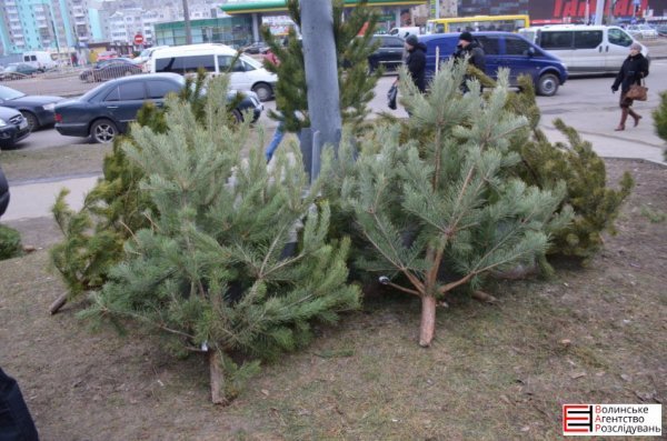 Ялинковий бізнес по-луцьки: ціни, дозволи, чіпи