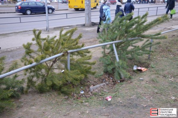 Ялинковий бізнес по-луцьки: ціни, дозволи, чіпи