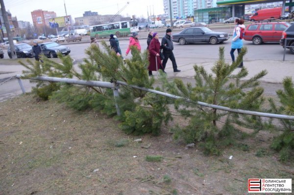 Ялинковий бізнес по-луцьки: ціни, дозволи, чіпи