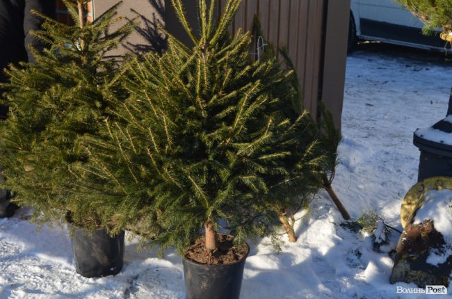 У скільки лучанам обійдуться ялинки та сосни. ФОТО