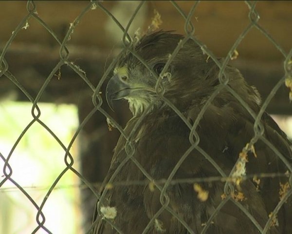  У луцькому зоопарку прогнозують «бебі-бум». ФОТО. ВІДЕО