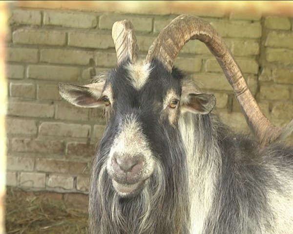  У луцькому зоопарку прогнозують «бебі-бум». ФОТО. ВІДЕО