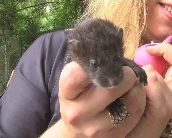  У луцькому зоопарку прогнозують «бебі-бум». ФОТО. ВІДЕО