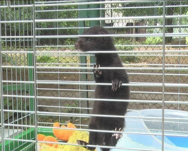  У луцькому зоопарку прогнозують «бебі-бум». ФОТО. ВІДЕО