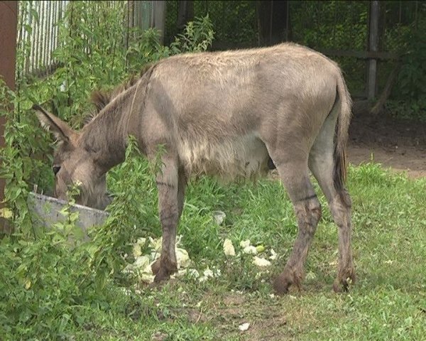  У луцькому зоопарку прогнозують «бебі-бум». ФОТО. ВІДЕО