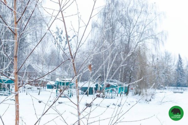 Зима в Луцькому зоопарку
