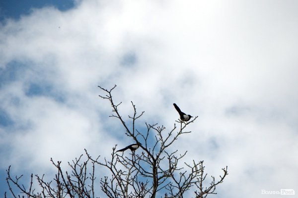 Весна у Луцьку. ФОТО