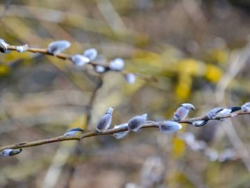 Сонце, весна, котики: як Луцьк прокидається після зими. ФОТО