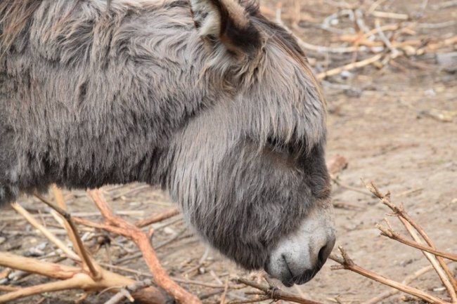 Хвороби, зайва вага і втрата шерсті: чому не можна годувати тварин у луцькому зоопарку