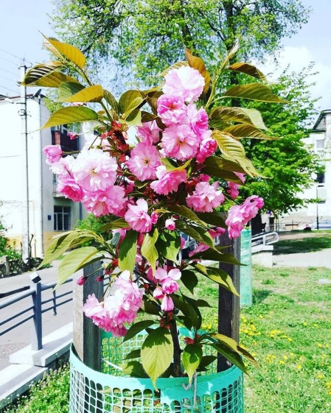 У центрі Луцька зацвіли саджанці сакури. ФОТО
