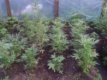 Волинянин вирощував коноплю у теплиці