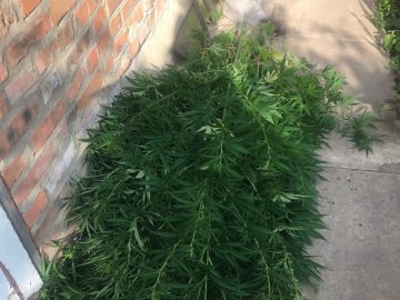 У Луцькому районі поліція виявила плантацію конопель. ФОТО