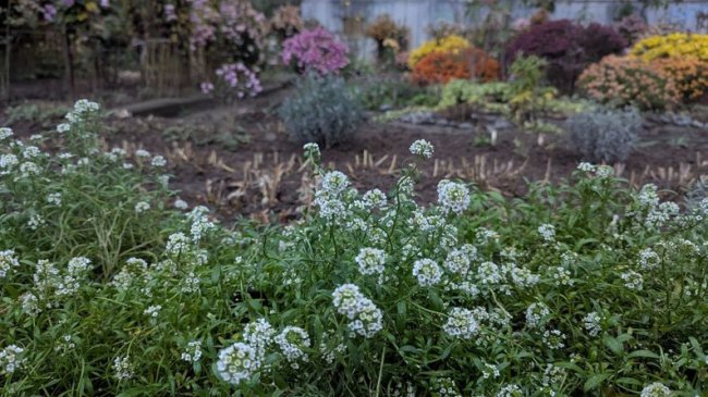 У дворі луцької багатоповерхівки посеред грудня цвітуть квіти