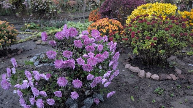 У дворі луцької багатоповерхівки посеред грудня цвітуть квіти