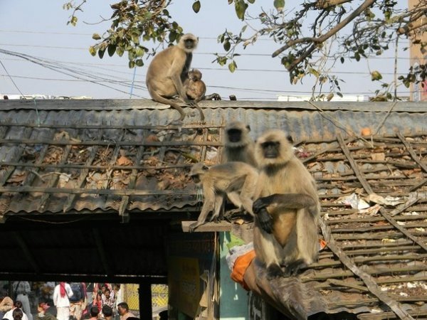 Волиняни місяць мандрували святими місцями Індії. ФОТО