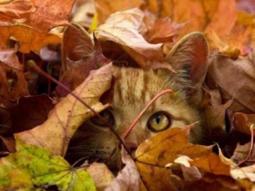 Погода у Луцьку та Волинській області на середу, 29 вересня