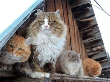 Сьогодні, 17 грудня, температура повітря підніметься до аномальної позначки