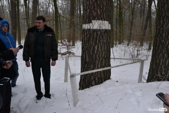 Банк насіння, плантації, шишкосушарки: як на Волині готують «нові ліси»