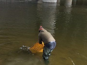 У Стир випустили  понад тонну риби. ФОТО